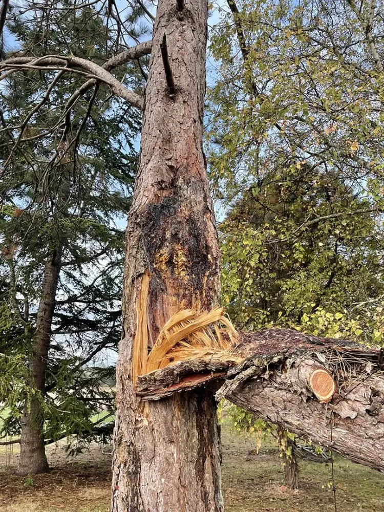abattre un arbre