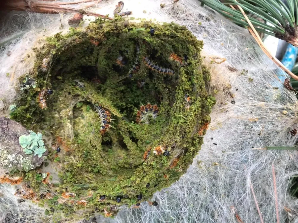 Chenille processionnaire du pin