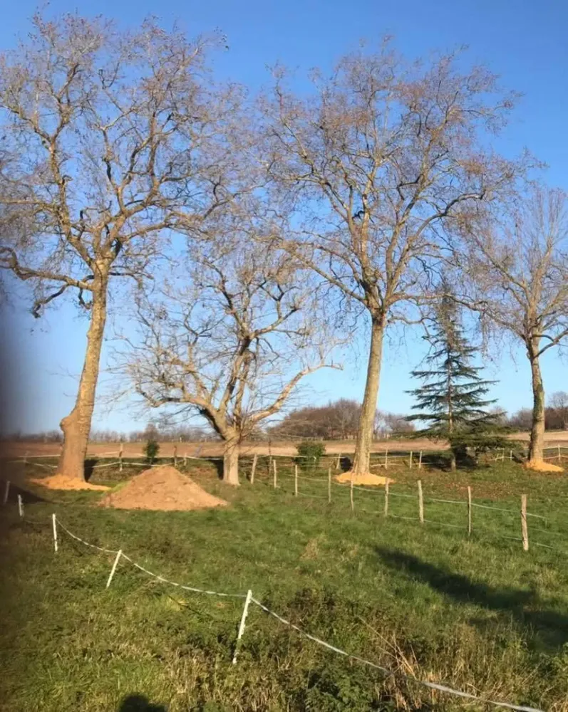 Visite d’un alignement de 5 platanes cette fin de semaine (3)