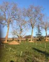 Visite d’un alignement de 5 platanes cette fin de semaine (3)