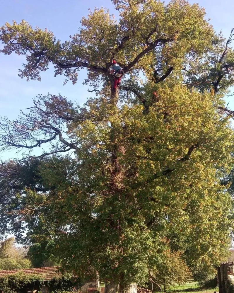 Elagage à Saint Germain du Seudre