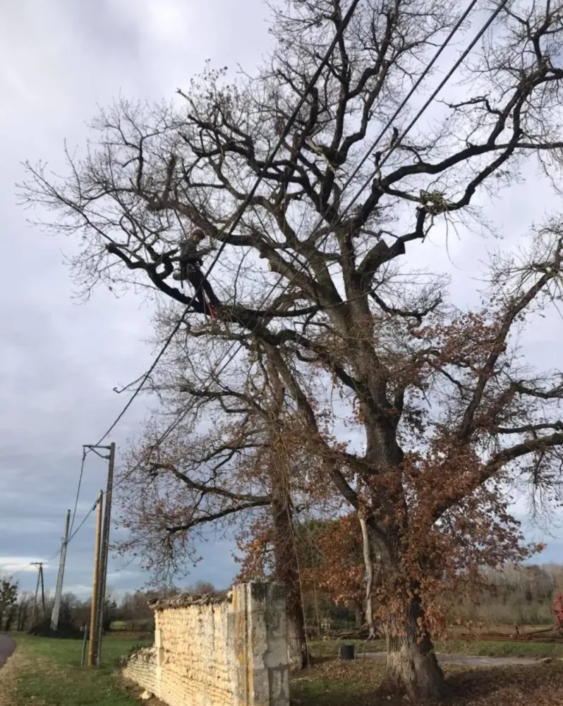 Elagage à Saint Germain du Seudre (2)