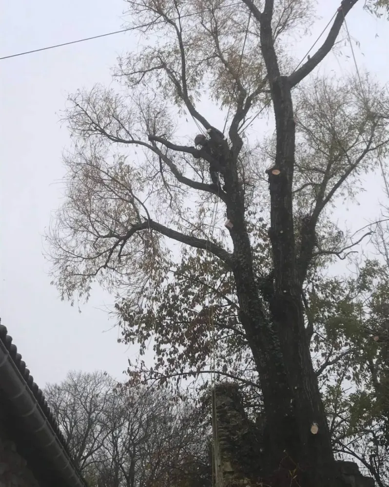 Abattage par démontage à Saint Ciers du Taillon