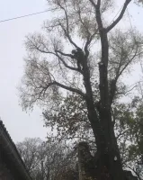 Abattage par démontage à Saint Ciers du Taillon (1)