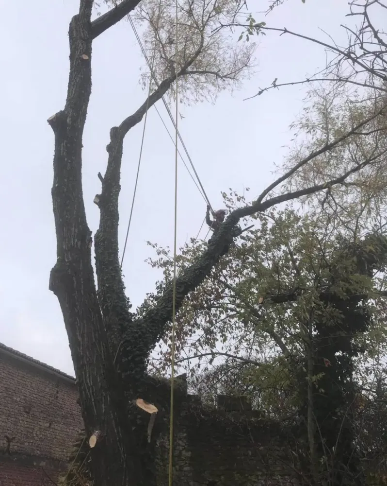 Haubanage près de Semussac