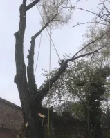 Abattage par démontage à Saint Ciers du Taillon (2)