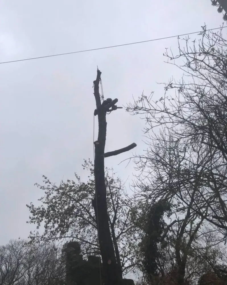 Abattage d’arbres près de Semussac