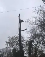 Abattage par démontage à Saint Ciers du Taillon (3)