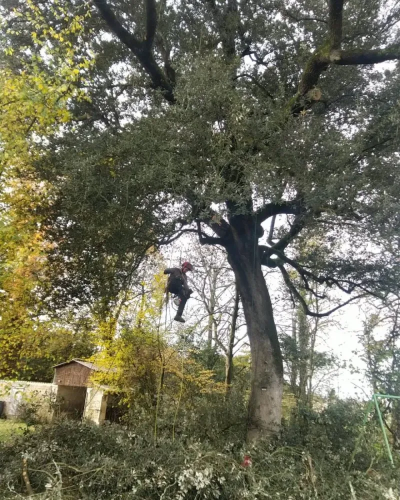 Taille d'un chêne vert à Gémozac (2)