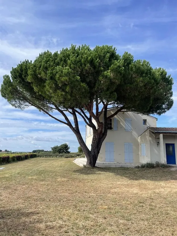 Soins aux arbres près de Semussac