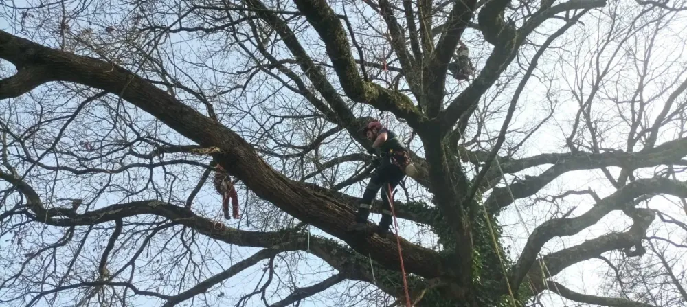 lagage abattage d'arbre (2)
