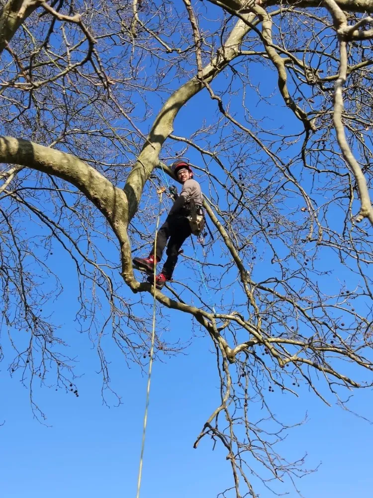 lagage abattage d'arbre (3)