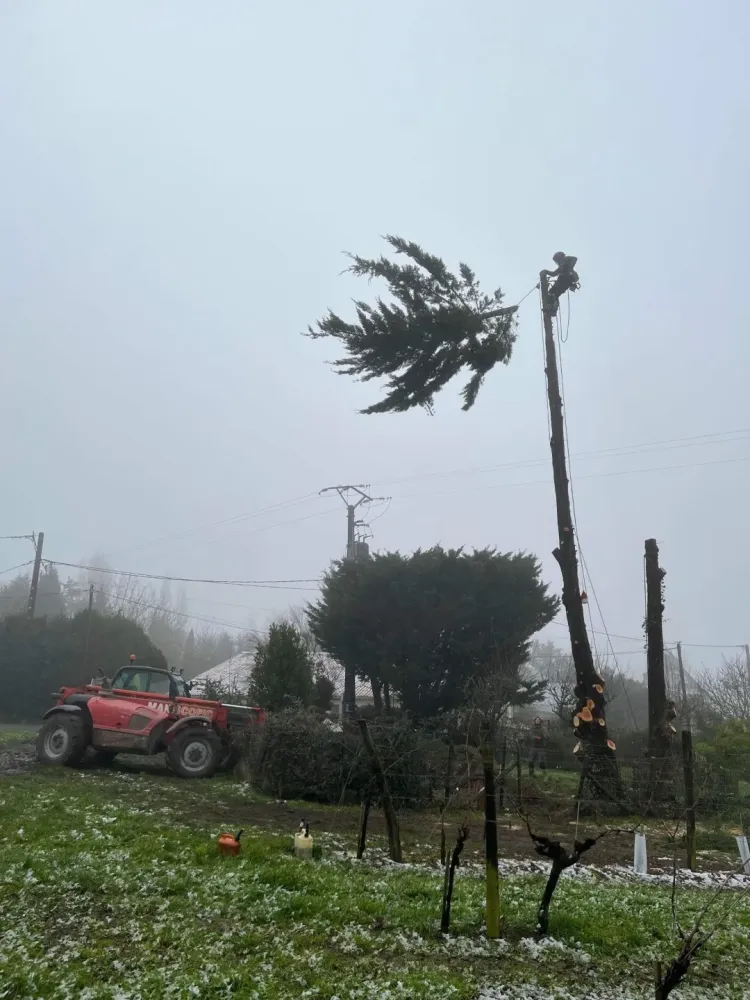 lagage abattage d'arbre (4)