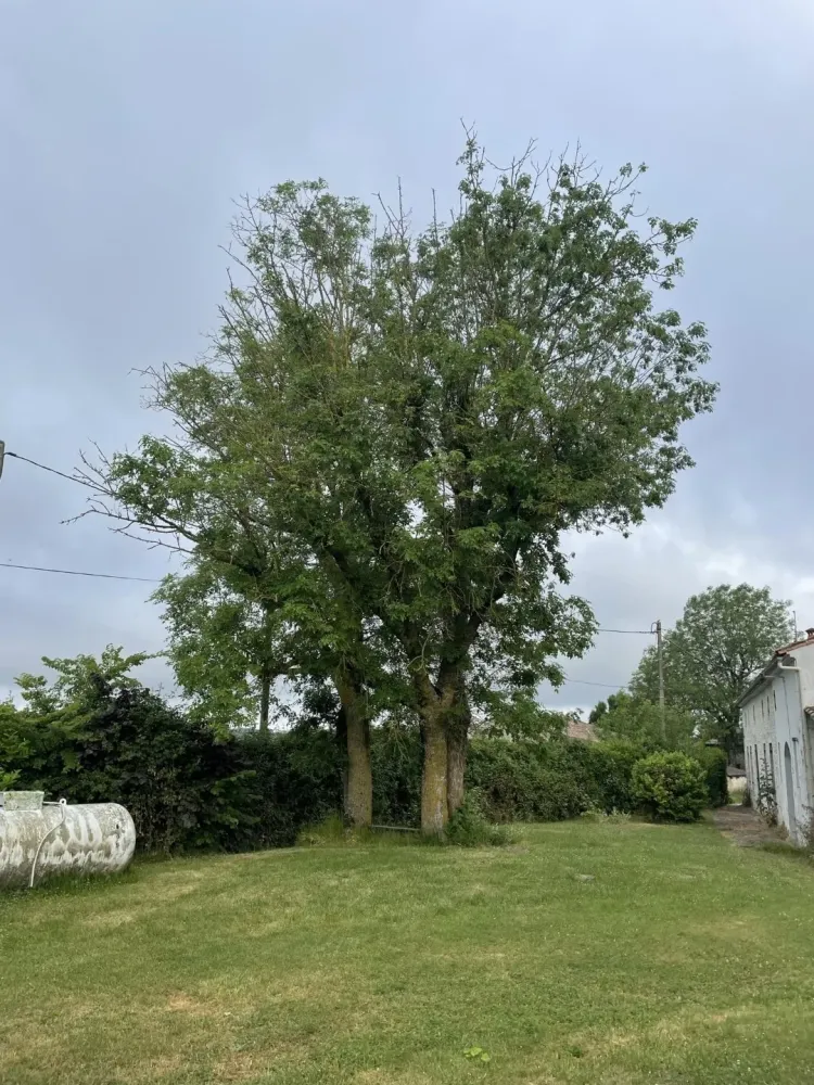 lagage abattage d'arbre (5)