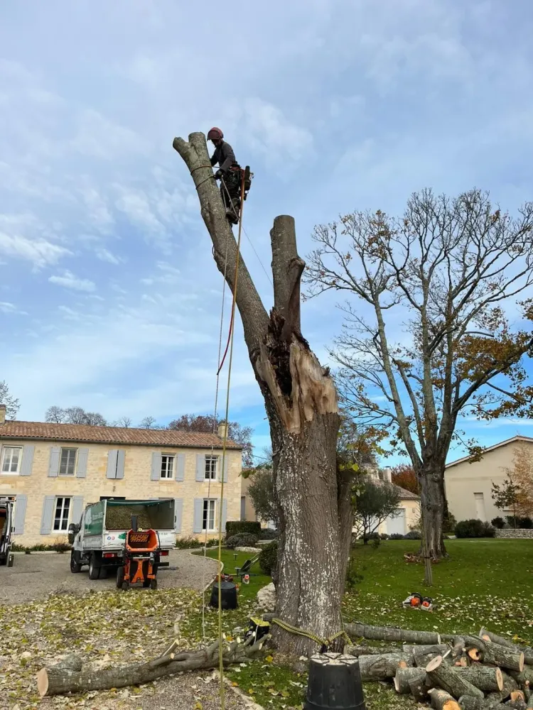 Élagueur près de Semussac