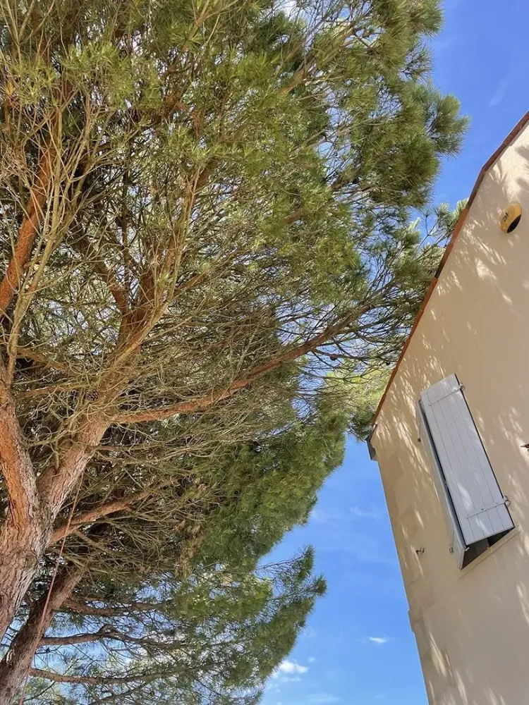 lagage abattage d'arbre (9)