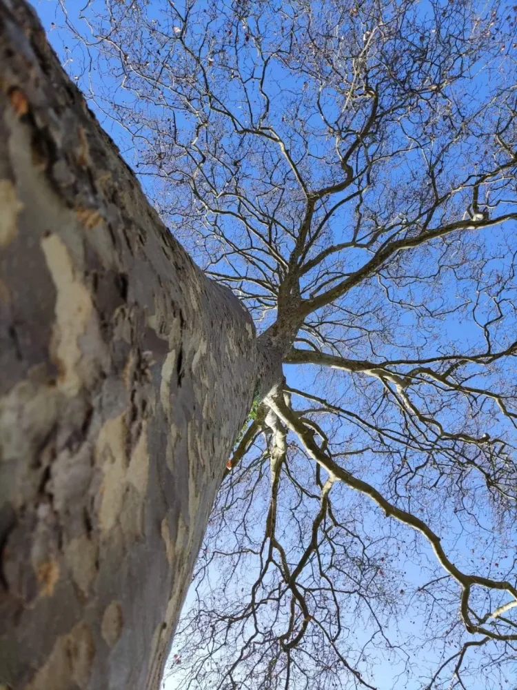 lagage abattage d'arbre (11)