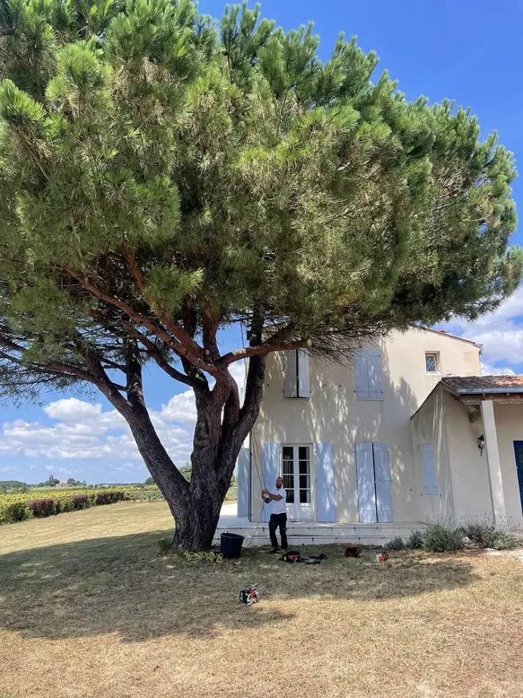 Taille d’arbres près de Semussac