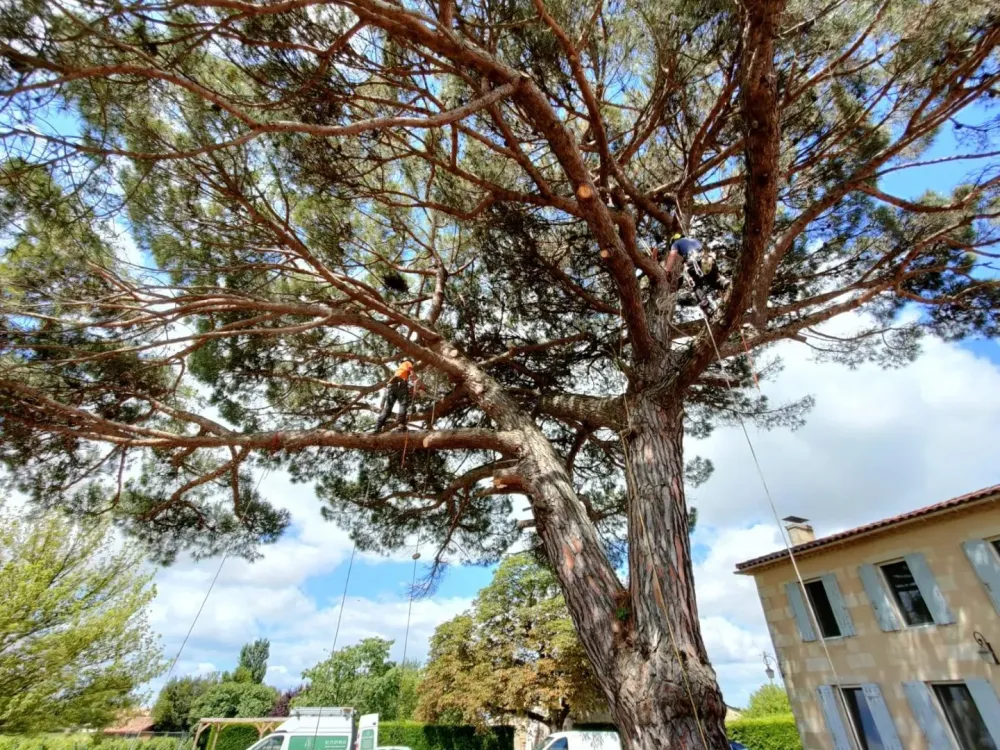 lagage abattage d'arbre (17)