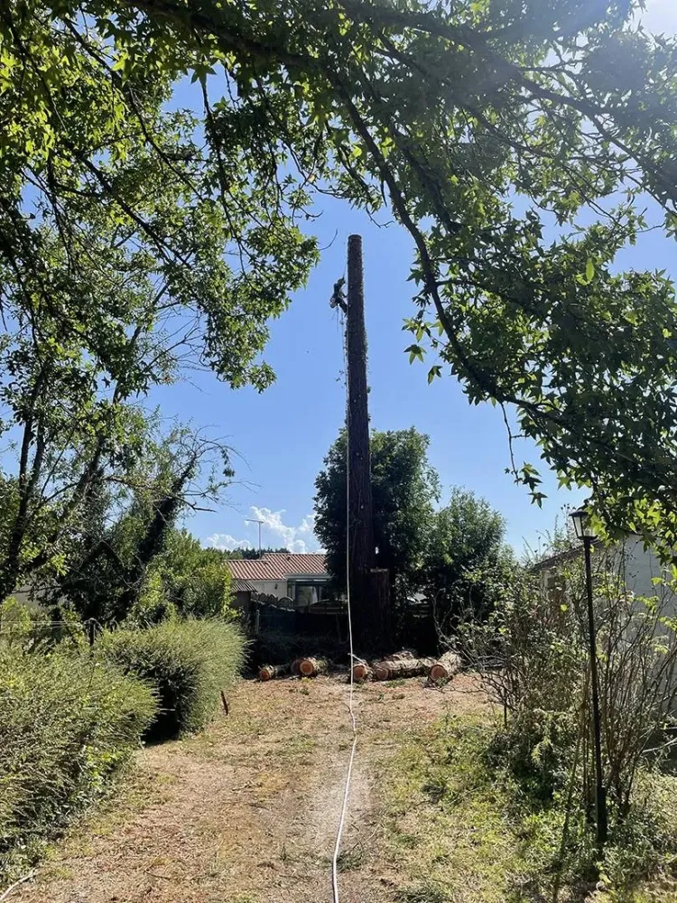 lagage abattage d'arbre (20)