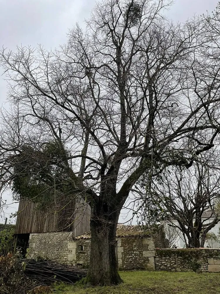 lagage abattage d'arbre (21)