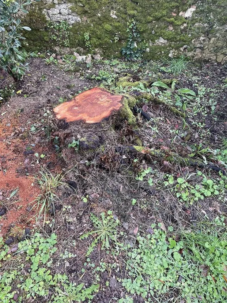 lagage abattage d'arbre (22)