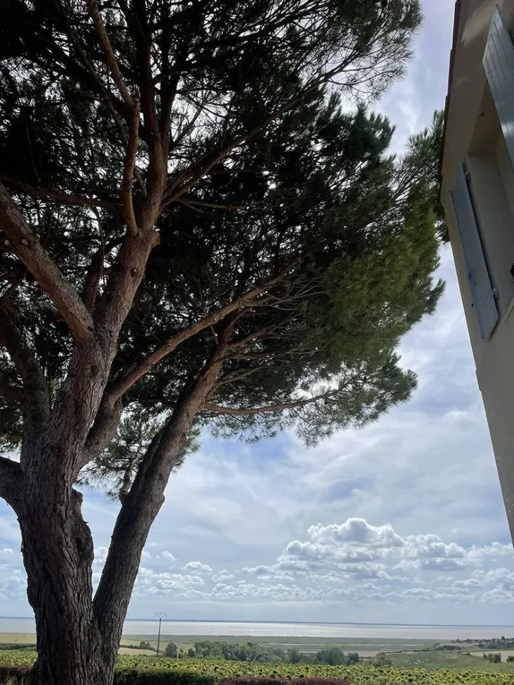 lagage abattage d'arbre (23)