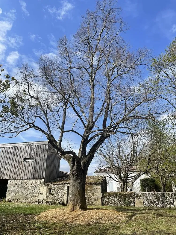 lagage abattage d'arbre (25)